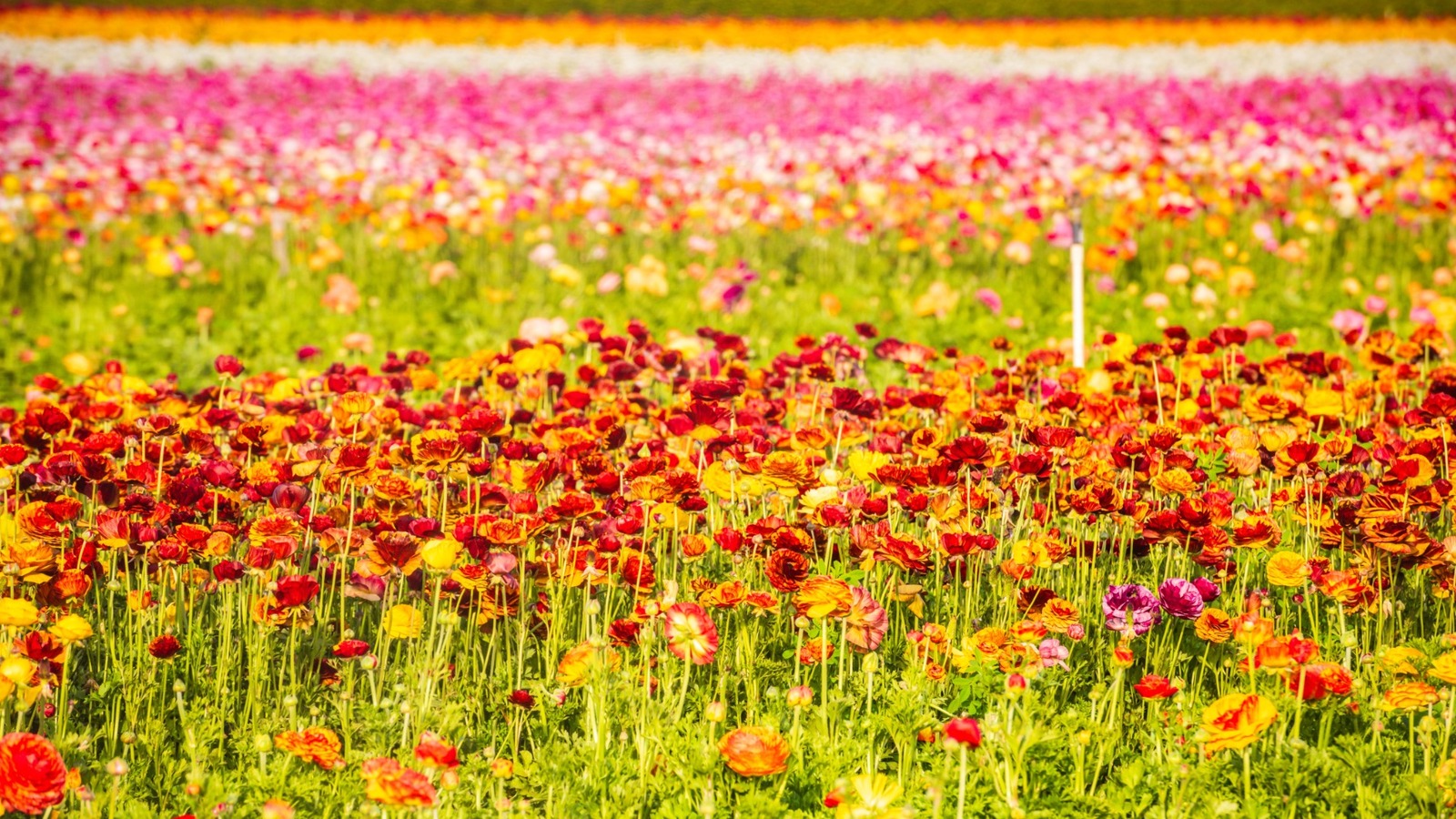 How To Replicate Carlsbad's Famous Flower Field In Your Own Garden