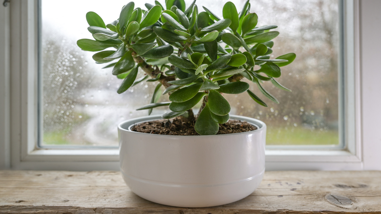 Repotting a Jade Plant: Tips for Optimal Success