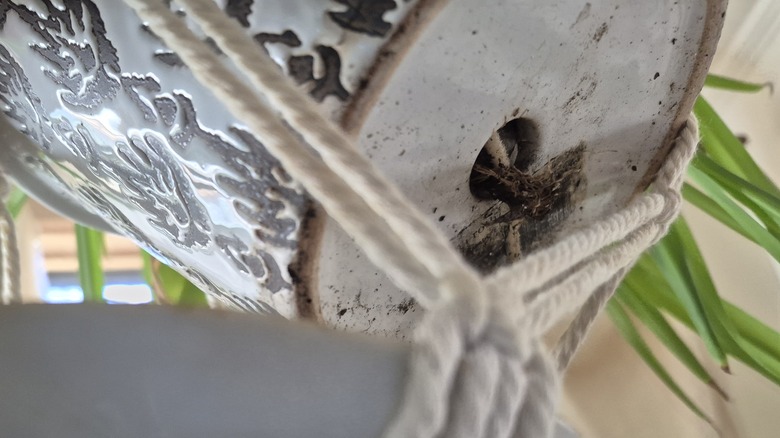 Spider plant roots coming out of the bottom of a planter