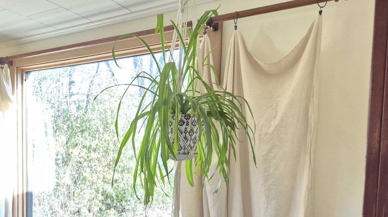 A large, hanging spider plant next to a mirror