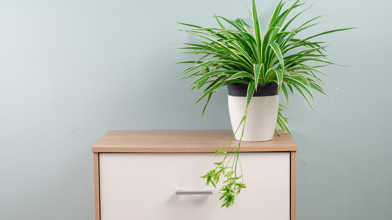 A healthy spider plant with pups sitting on a cabinet