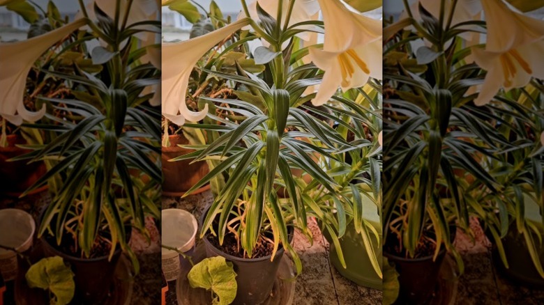A potted Easter lily growing in on a windowsill in a high rise apartment with other houseplants.