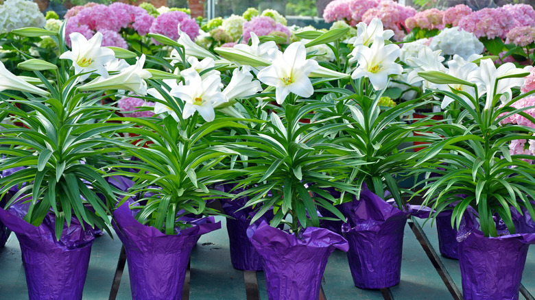 Easter lilies growing in decoratively wrapped pots for sale at a plant nursery.