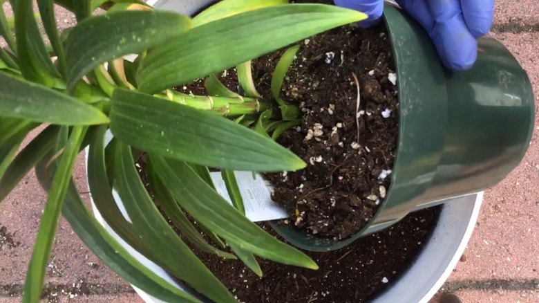 A hand holding an Easter lily in a green pot over a larger white pot on a brick surface.