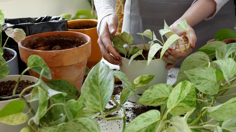 Gardener repotting pothos