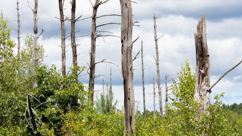 dead trees