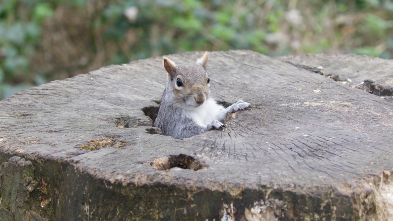 squirrel in a tree