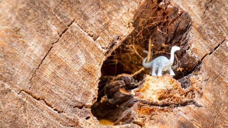 toy in a dead tree