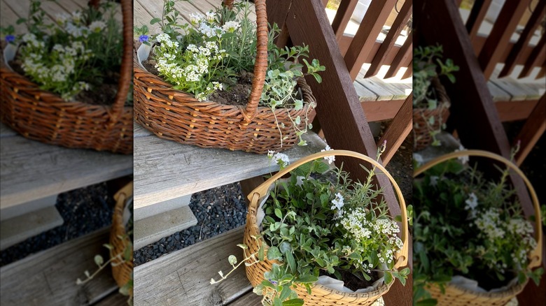 Two former Easter baskets as flower planters
