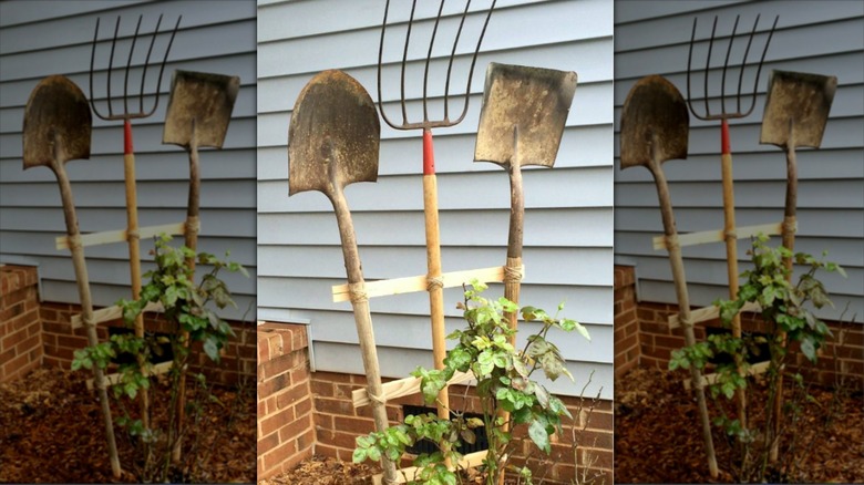 A DIY trellis made from old garden tools