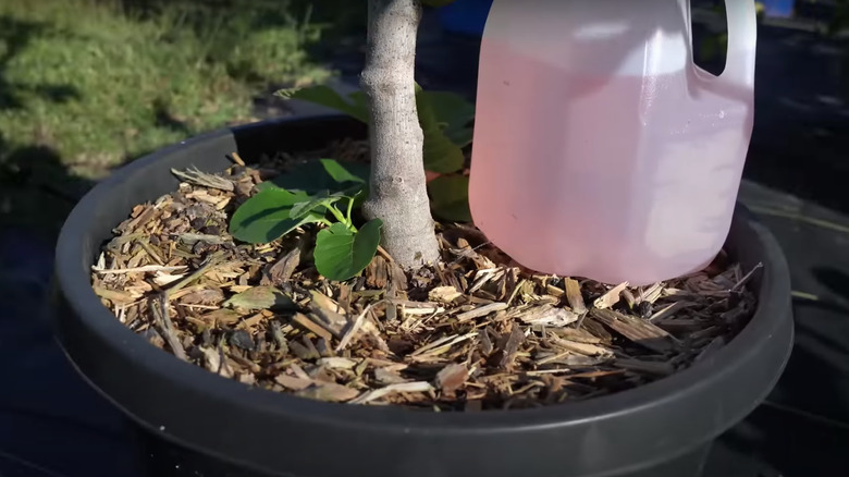 https://www.housedigest.com/img/gallery/how-to-repurpose-your-empty-milk-jugs-for-your-garden/drip-irrigation-system-1689491130.jpg