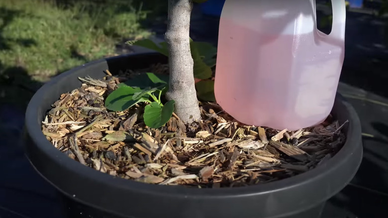 How To Repurpose Your Empty Milk Jugs For Your Garden