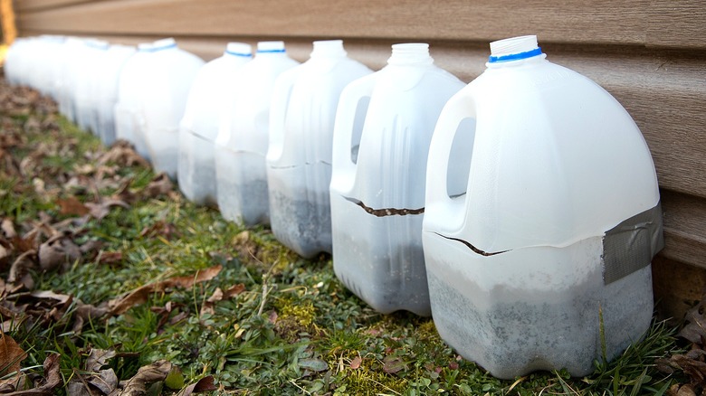 sowing seeds in milk jugs