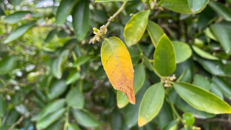 Lemon leaves show signs of over-fertilization.