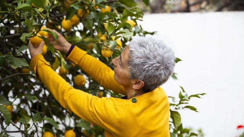 A gardener inspects the fruit on her lemon tree.