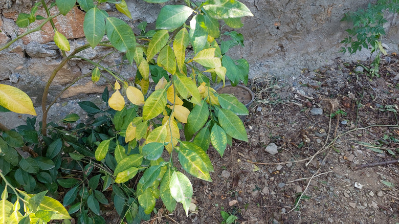 A young citrus tree shows signs of nutrient deficiency.