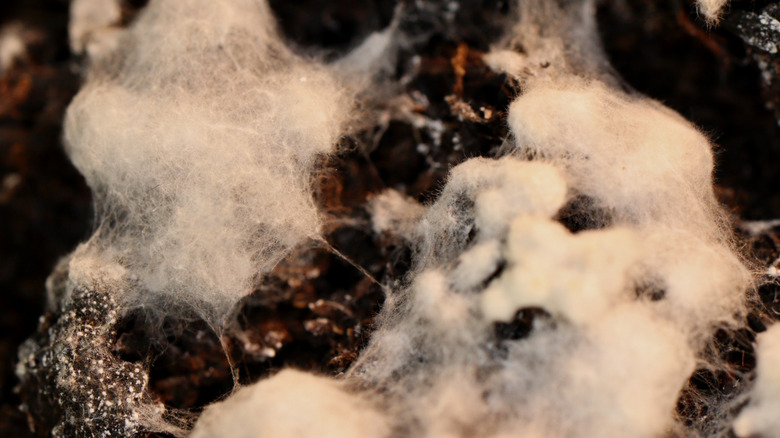 White mold growing on potting soil