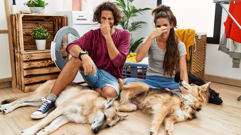 Couple sitting on the floor with three dogs, smelling something stinky