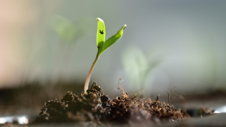 Green seedling with leaves growing from dirt