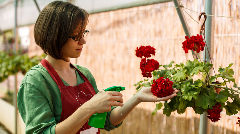 Peerson misting geranium flowers in hanging basket