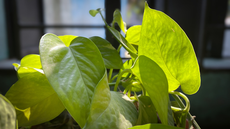 Close up of pothos leaves in the sunlight