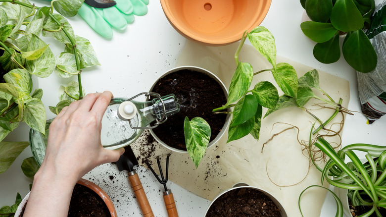 Close up of person watering pothos plant