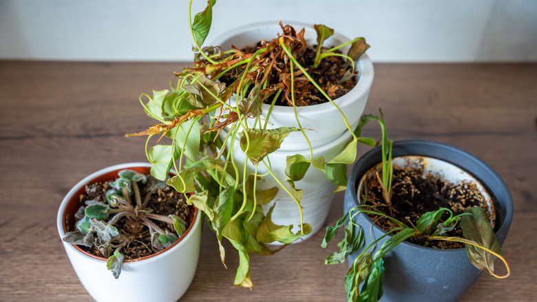 How To Revive A Dying Pothos Plant Before It's Too Late