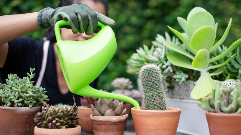 Person watering succulents in pots