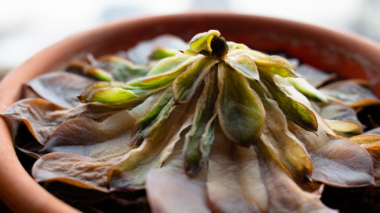 Dying succulent in pot