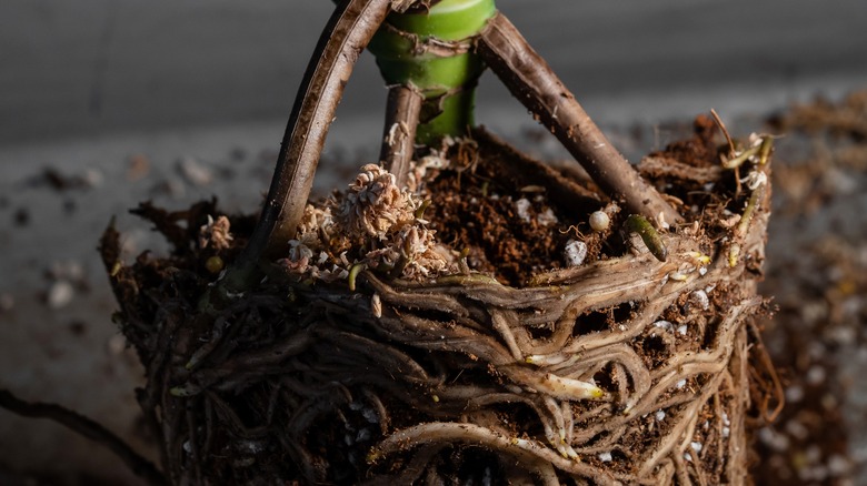 a root-bound plant