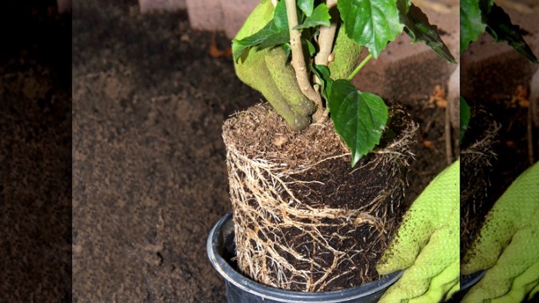 root-bound plant being repotted