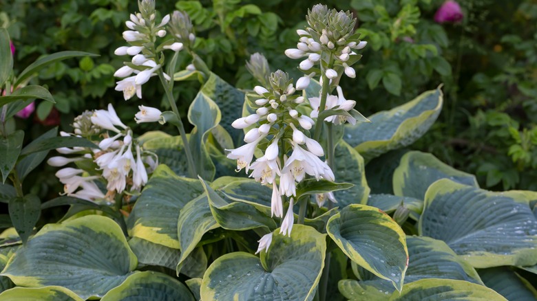 hosta with white flowers