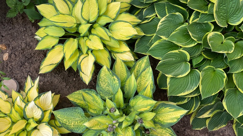 several different hosta plants