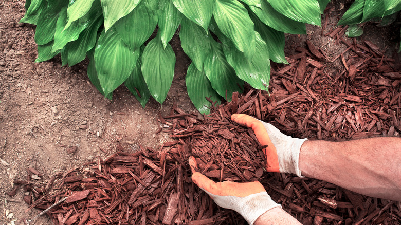 person mulching around hosta