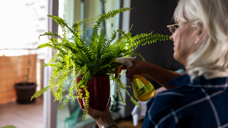 older woman spraying fern