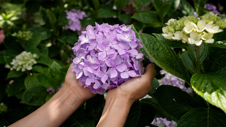 pair of hands holding healthy hydrangea flower