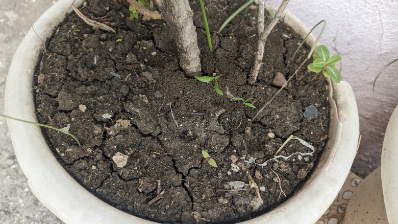 Cracked, caked, dry soil and a gap between soil and pot are symptoms of soil hydrophobia.