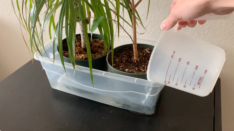 Plants with hydrophobic soil are placed in a container with water to address the hydrophobia.