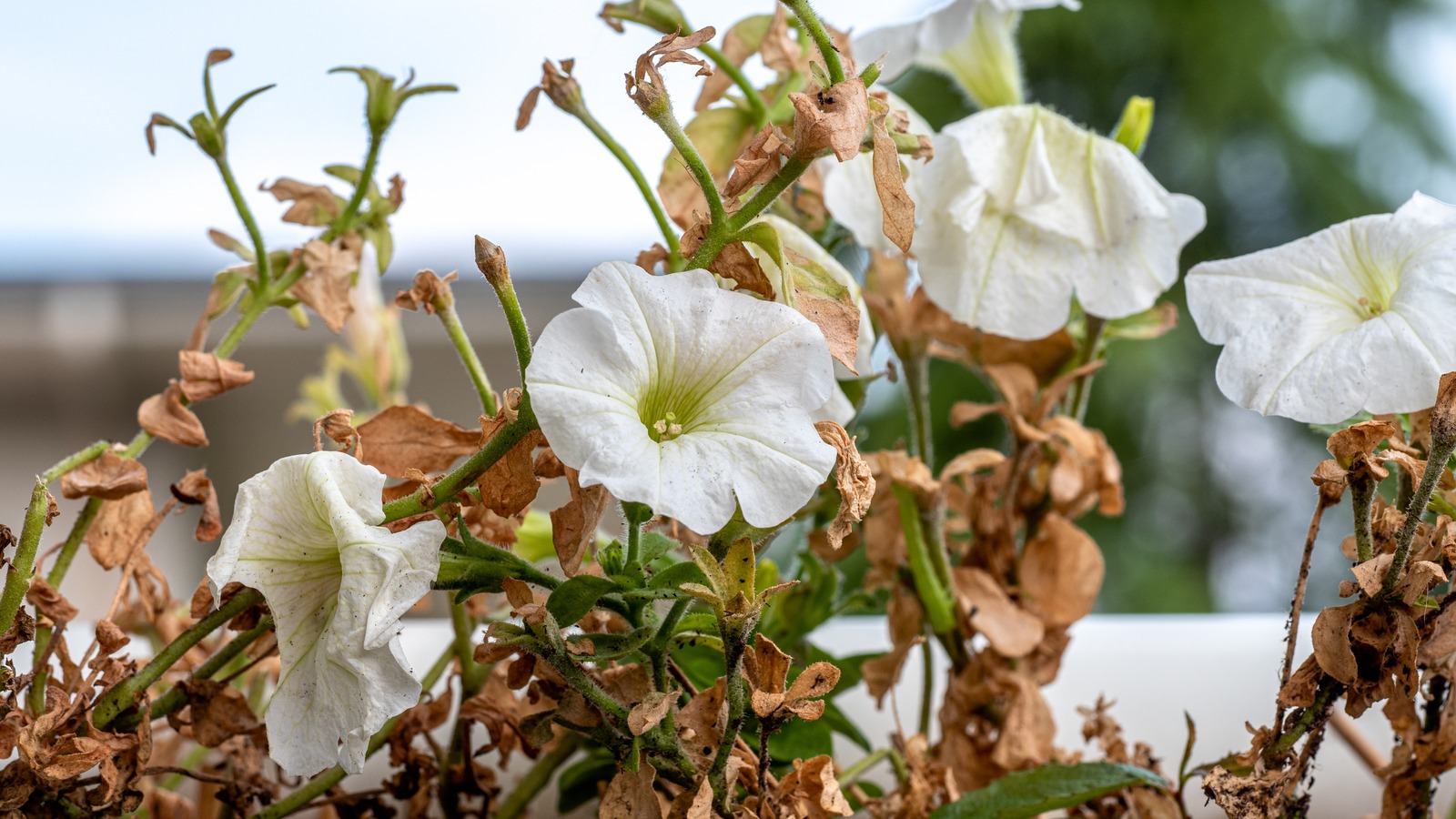How To Revive Petunias With Browning Leaves