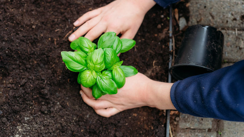 Person planting a small basil plant in outdoor garden