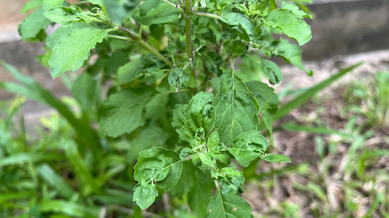 Wilted basil leaves from downy mildew