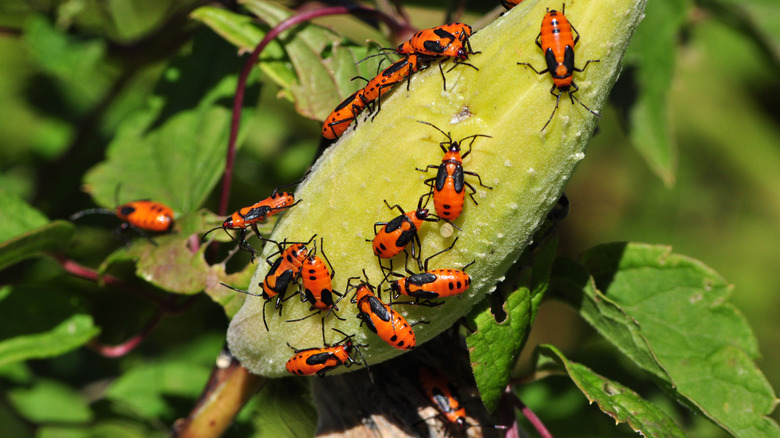 milkweed bug nymphs