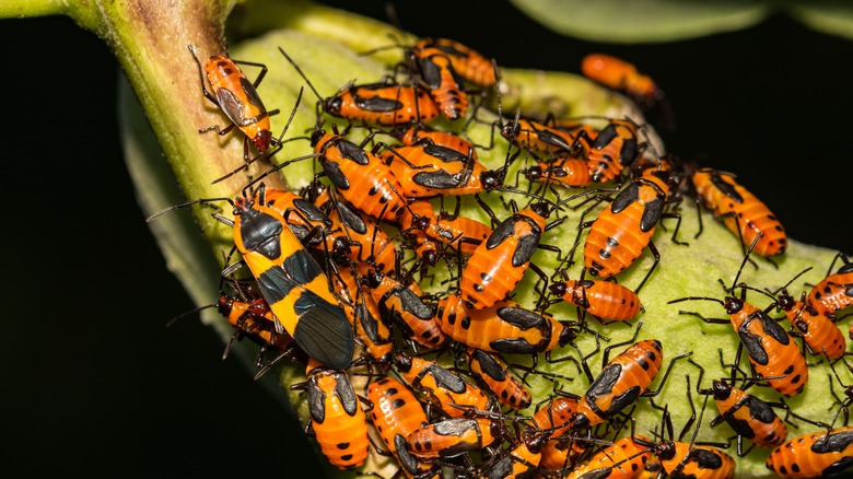 adult and nymph milkweed bugs