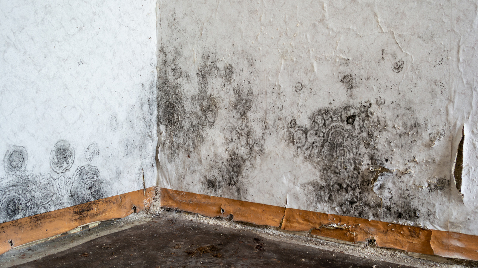 How To Safely Dehumidify Your Basement To Combat Hidden Moisture And Mold