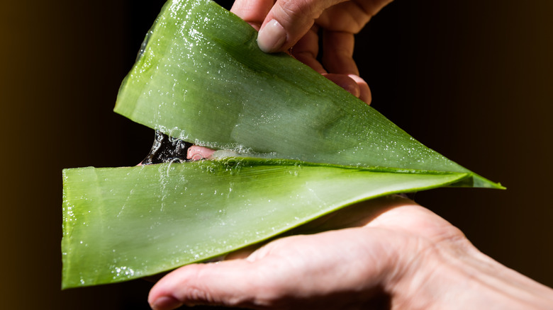 Person holding large filleted aloe leaf in their hands