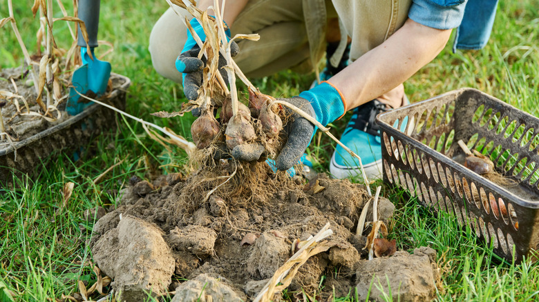 person holding lifted tulip bulbs above pile of dirt