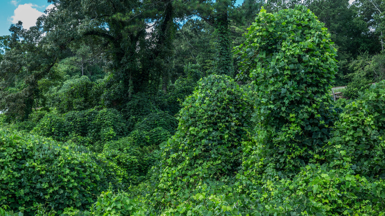 kudzu