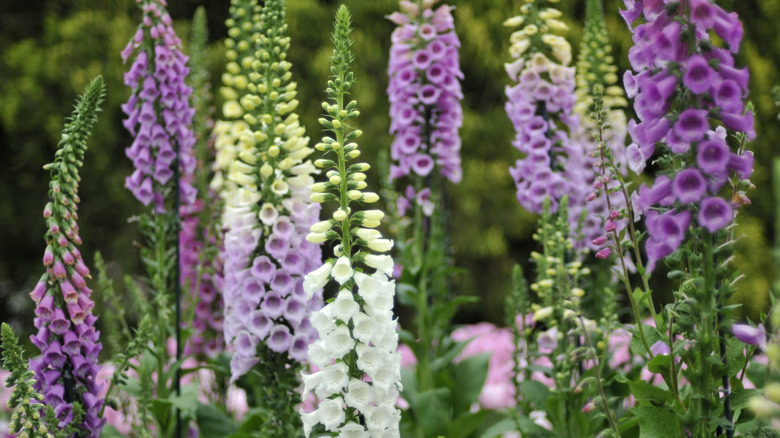 multiple foxglove plants