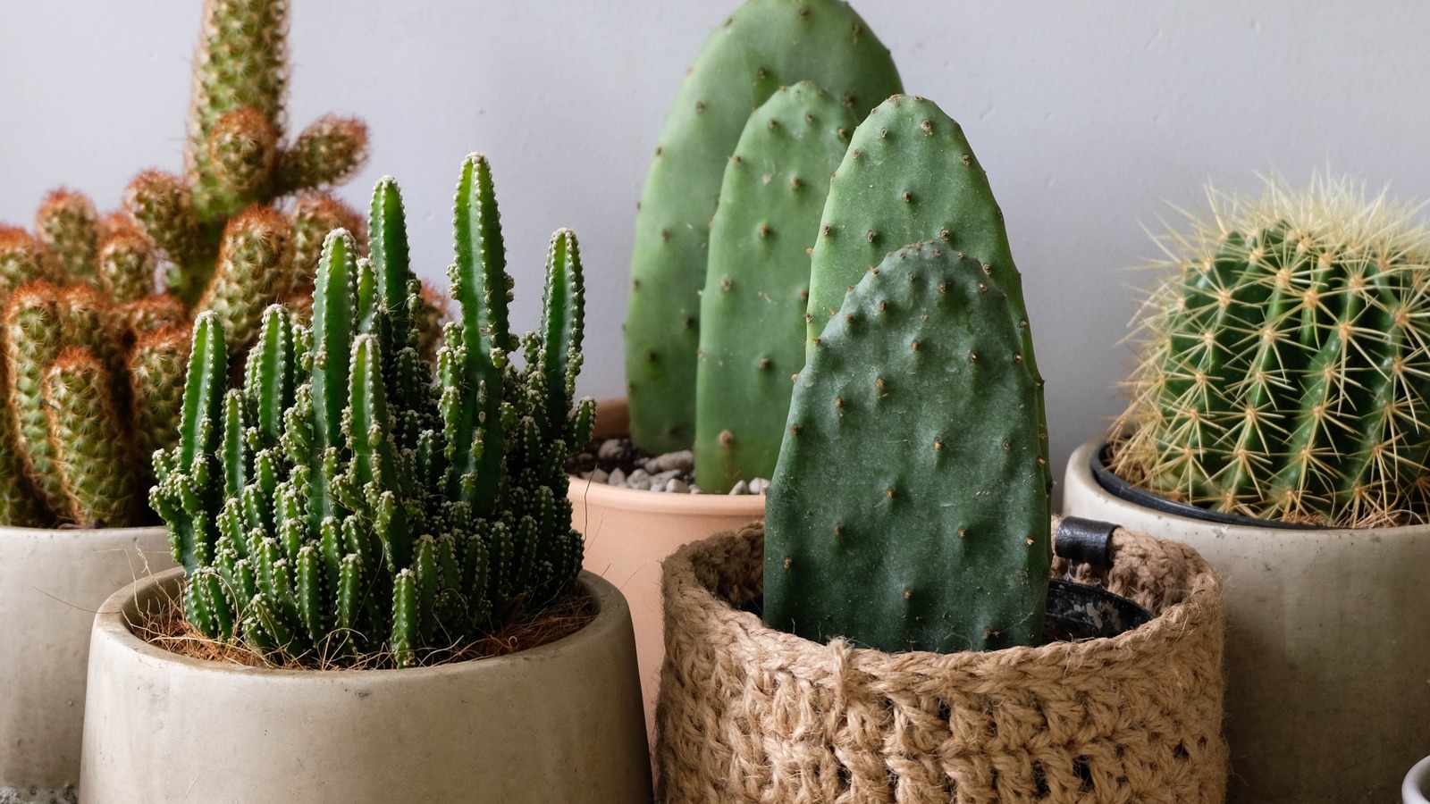 How to repot a cactus: experts reveal their top methods