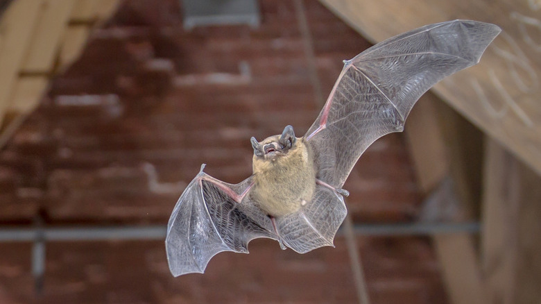 A small brown bat with pointy ears flying past the outside of a house